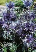 Eryngium alpina Blue Star